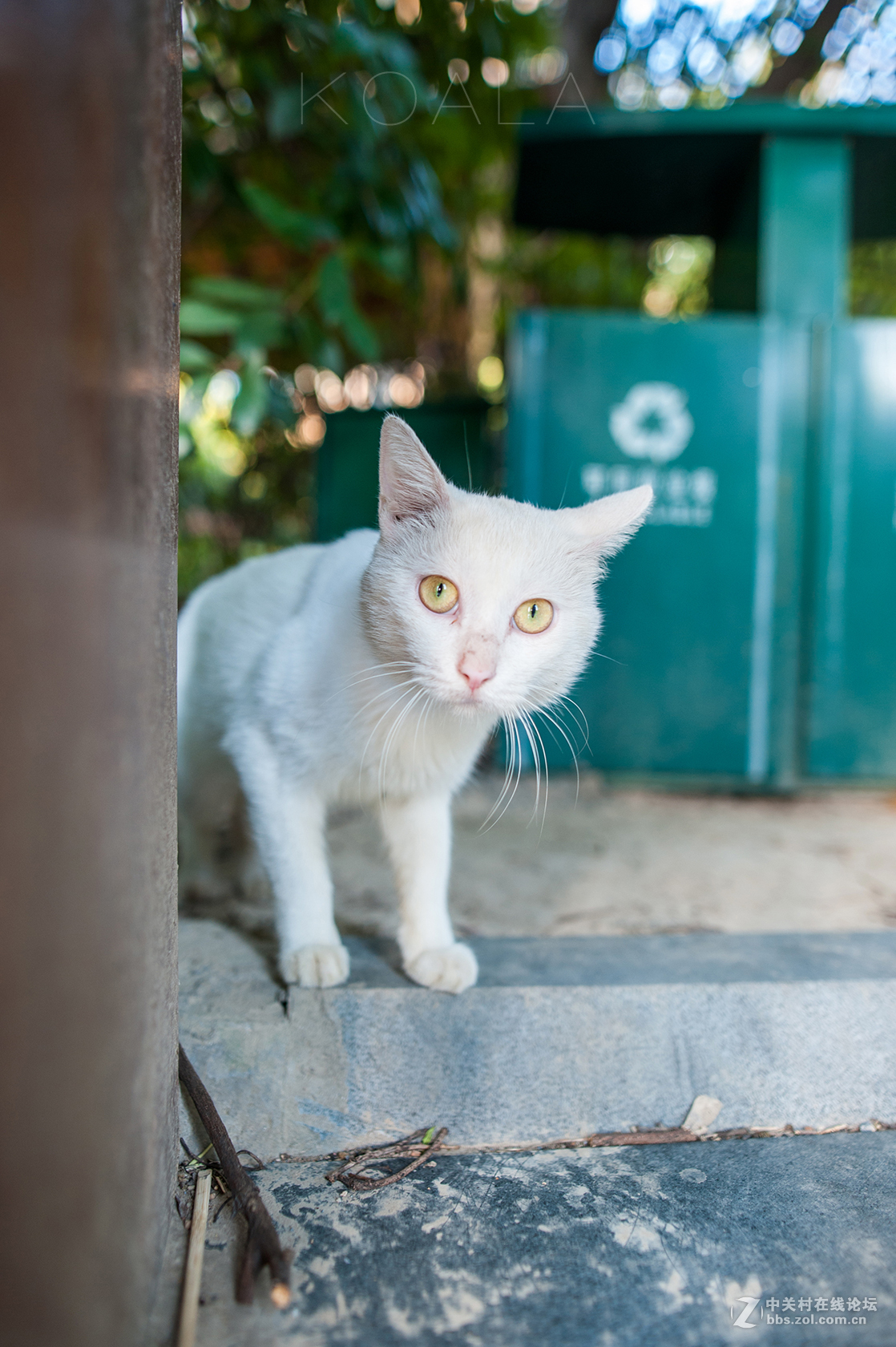 【考拉作品】霸气测漏的猫丐帮