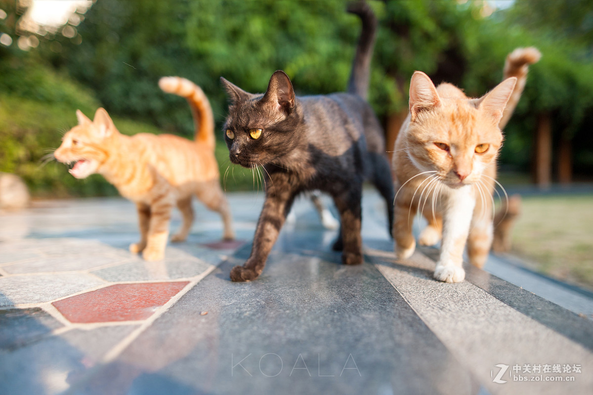 【考拉作品】霸气测漏的猫丐帮