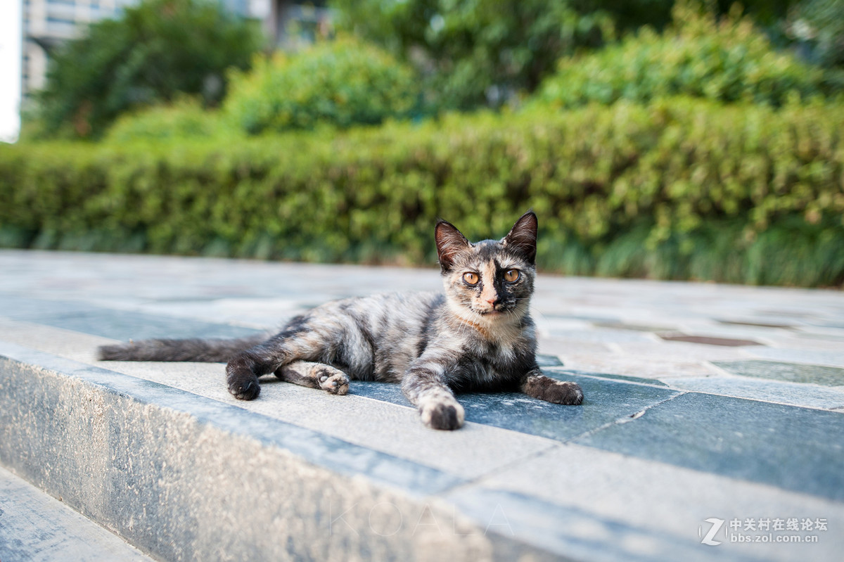 【考拉作品】霸气测漏的猫丐帮