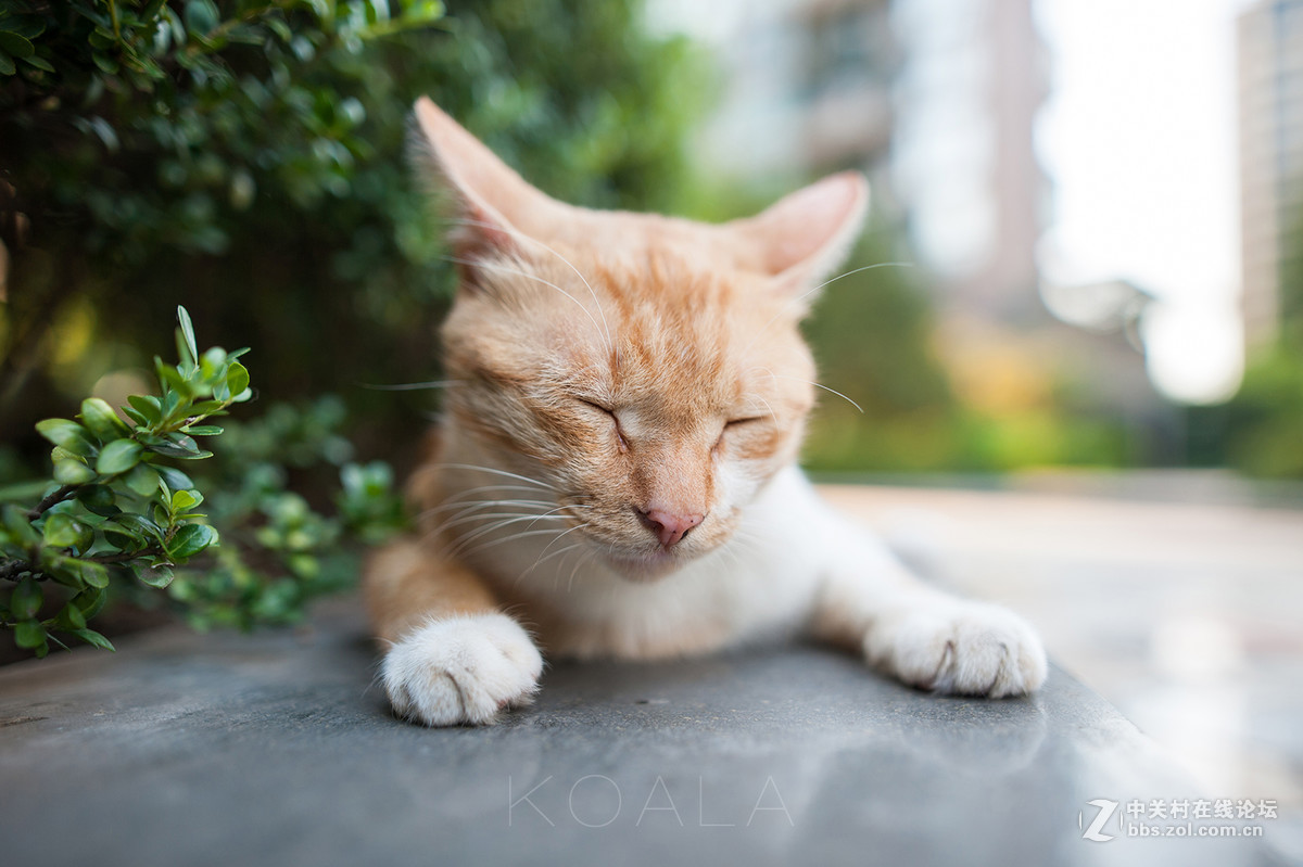 【考拉作品】霸气测漏的猫丐帮