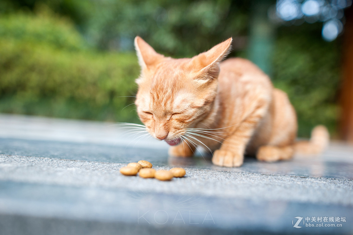 【考拉作品】霸气测漏的猫丐帮