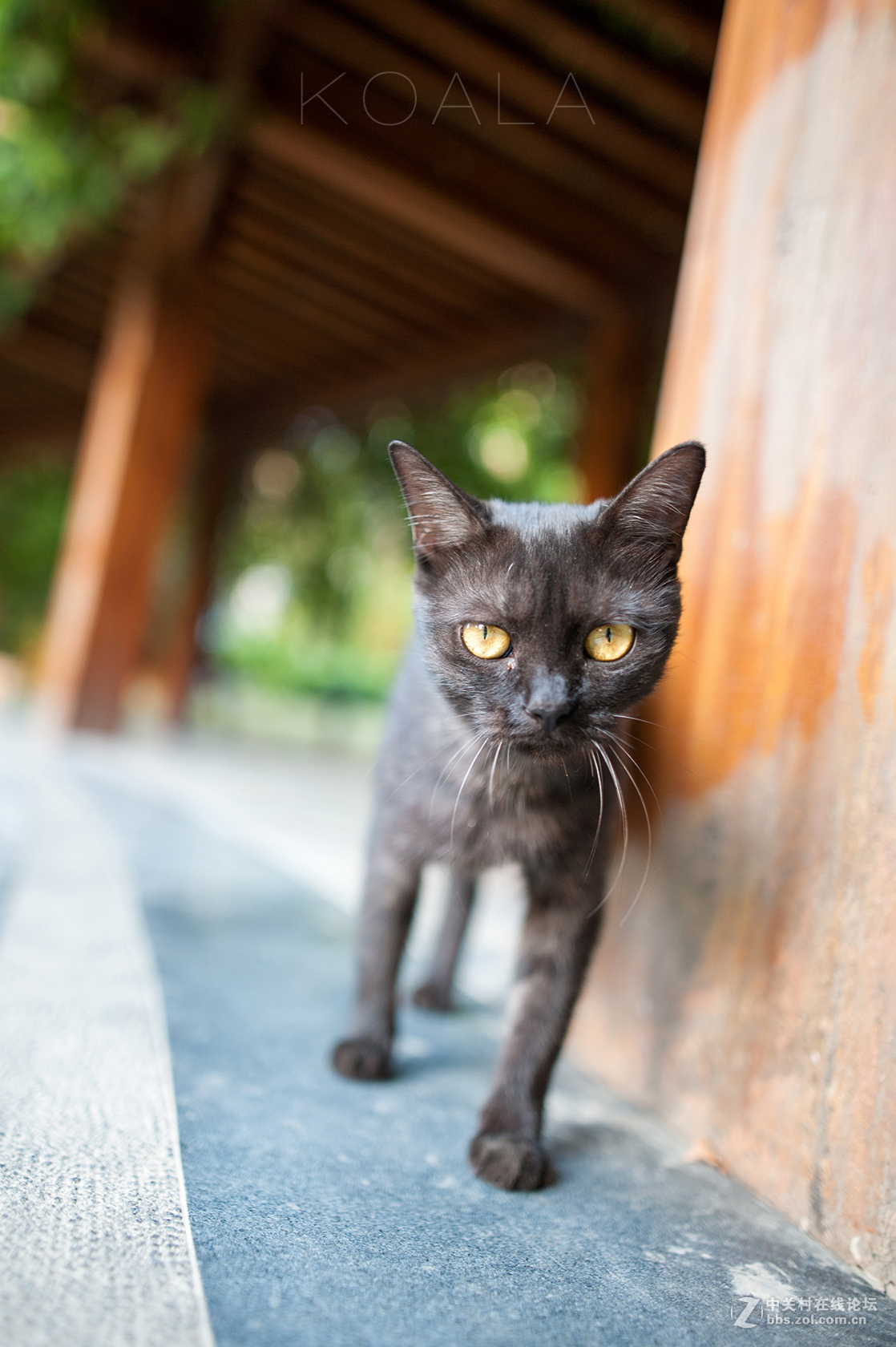 【考拉作品】霸气测漏的猫丐帮