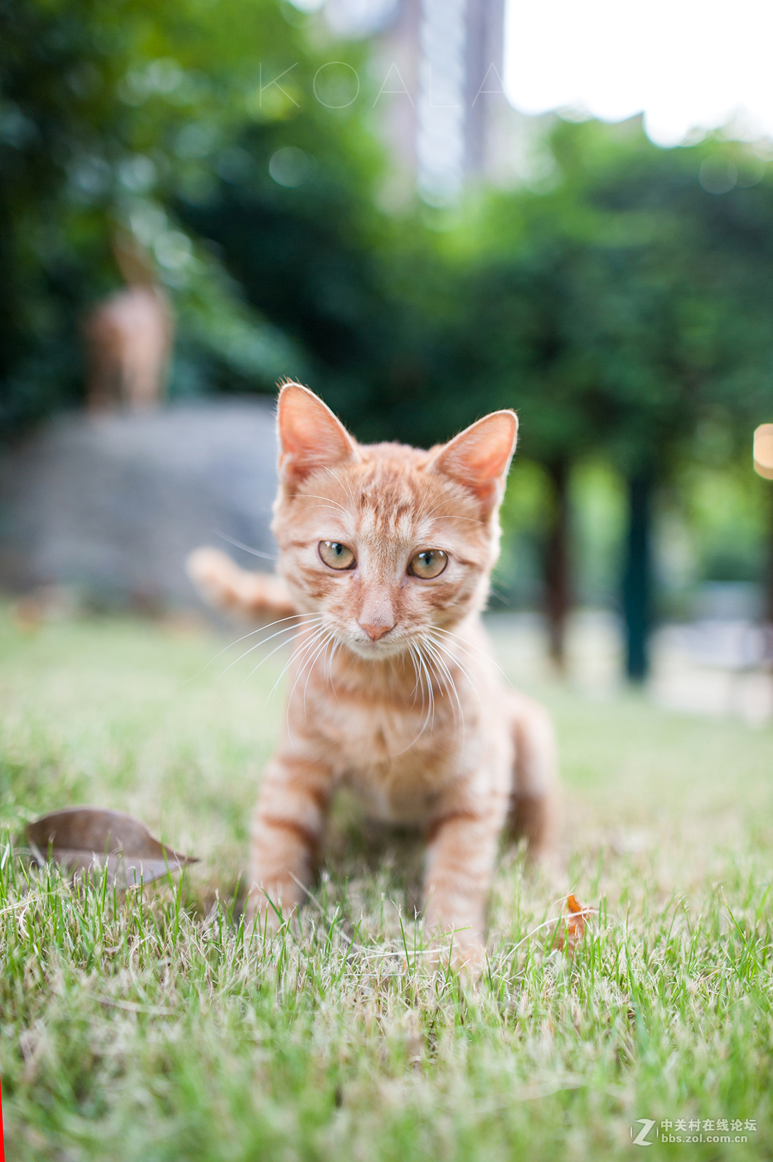 【考拉作品】霸气测漏的猫丐帮