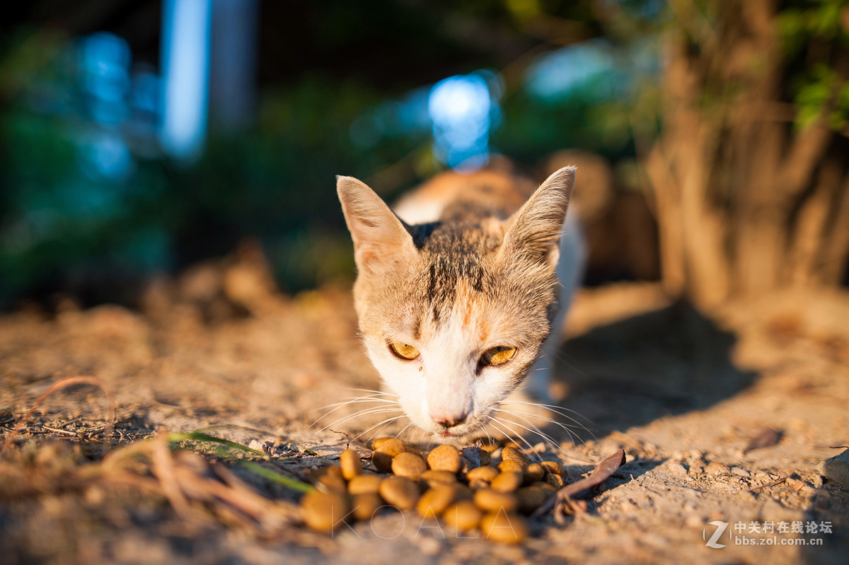 【考拉作品】霸气测漏的猫丐帮
