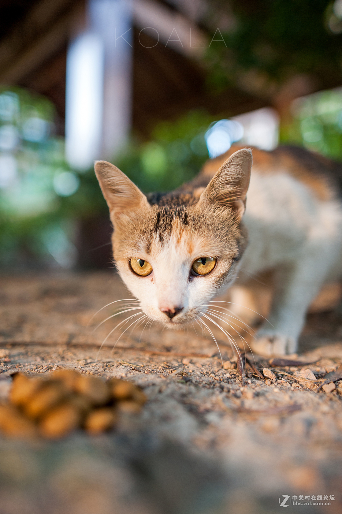 【考拉作品】霸气测漏的猫丐帮