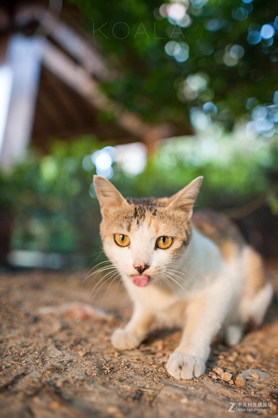 【考拉作品】霸气测漏的猫丐帮