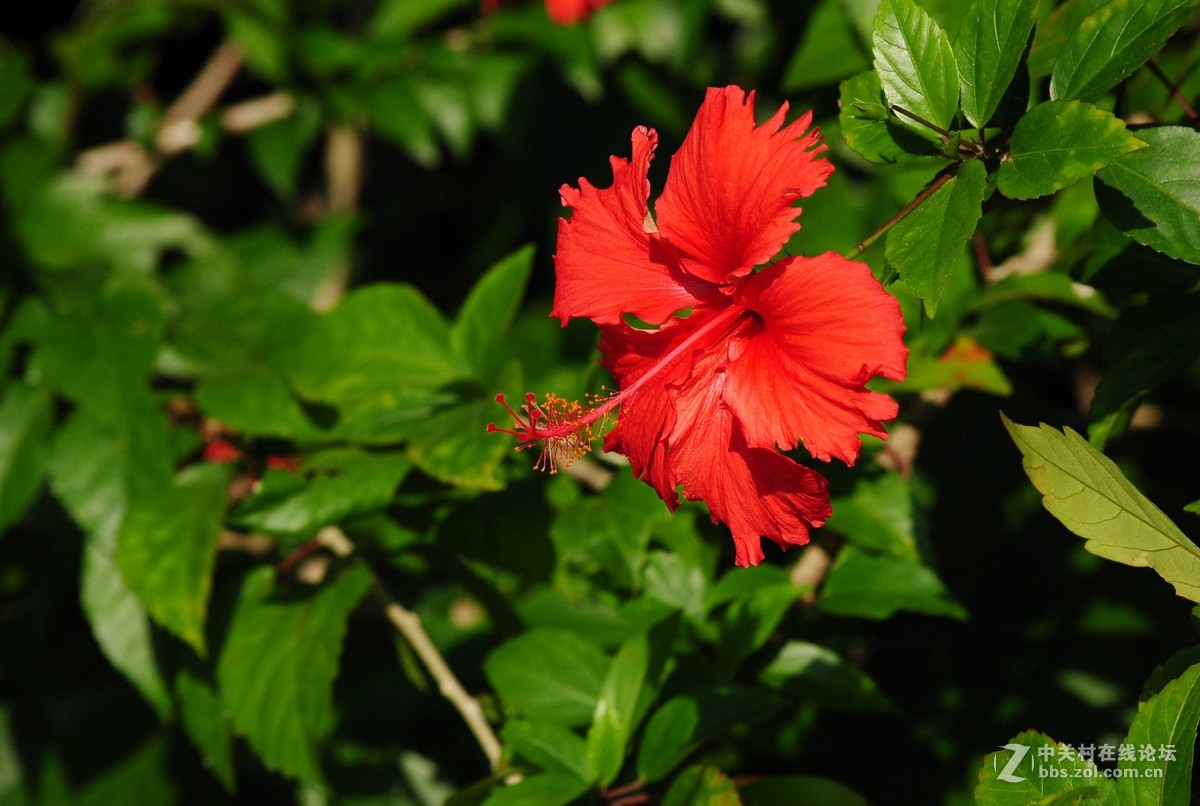 扶桑花