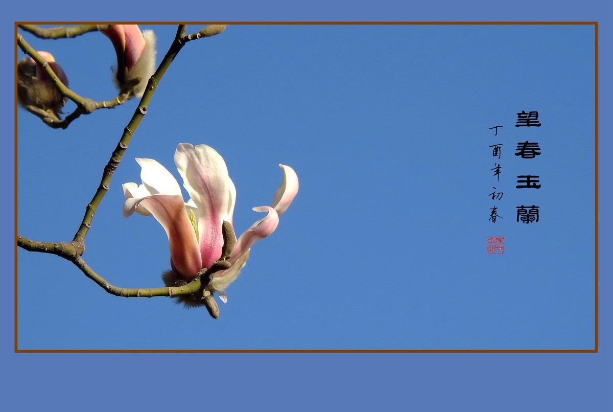 舞春风的望春玉兰