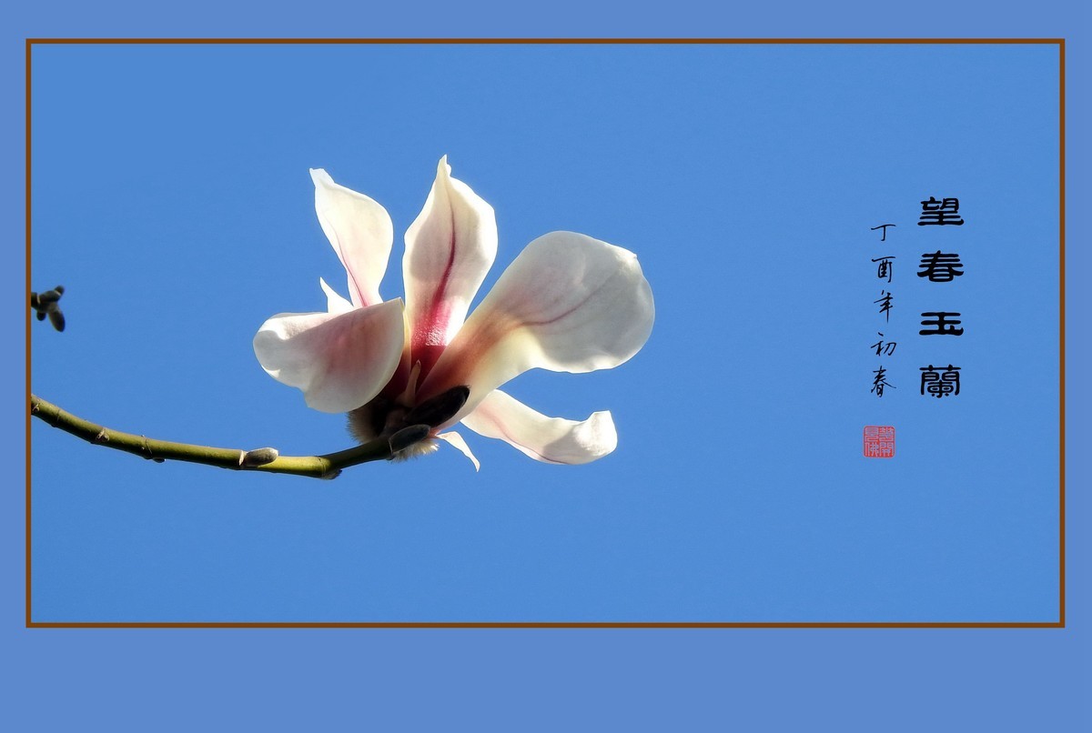 舞春风的望春玉兰