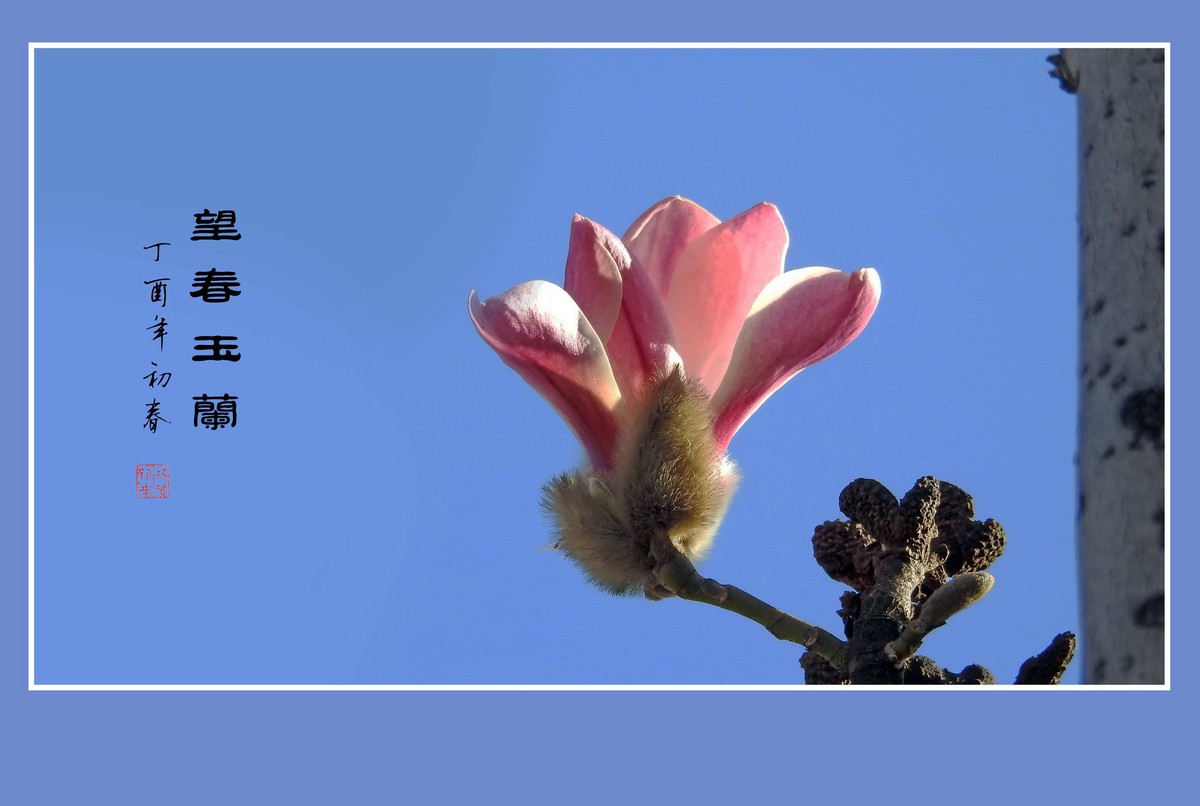 舞春风的望春玉兰