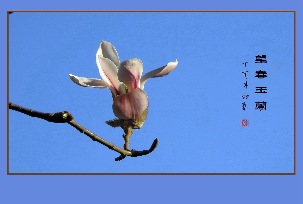 舞春风的望春玉兰