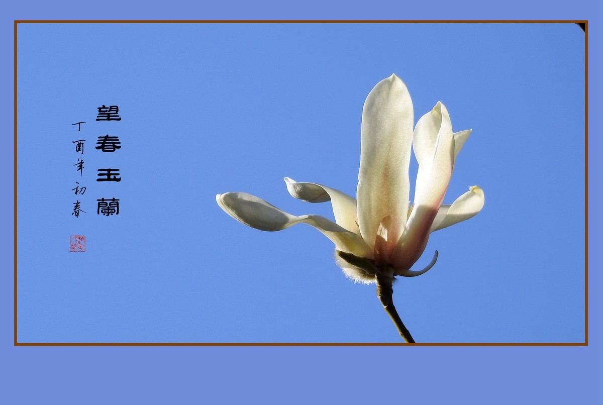 舞春风的望春玉兰