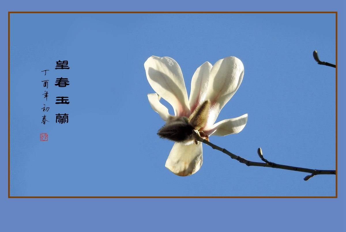舞春风的望春玉兰