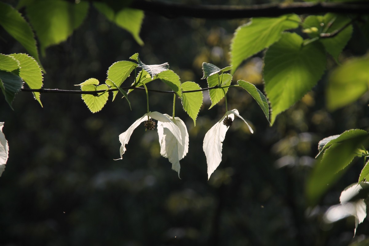 鸽子花开 幸福到来  珙桐树上亿年的沉淀，如今人间精灵，（鸽子花城 珙桐之乡--纳雍