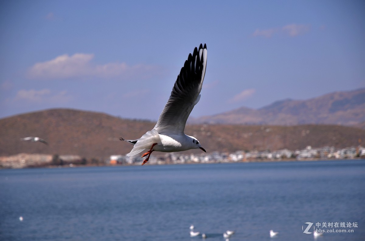 湖面飞鸥