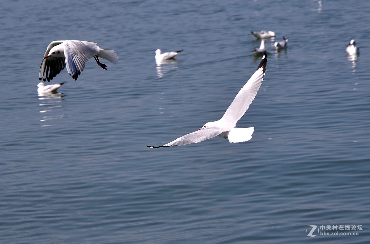 湖面飞鸥