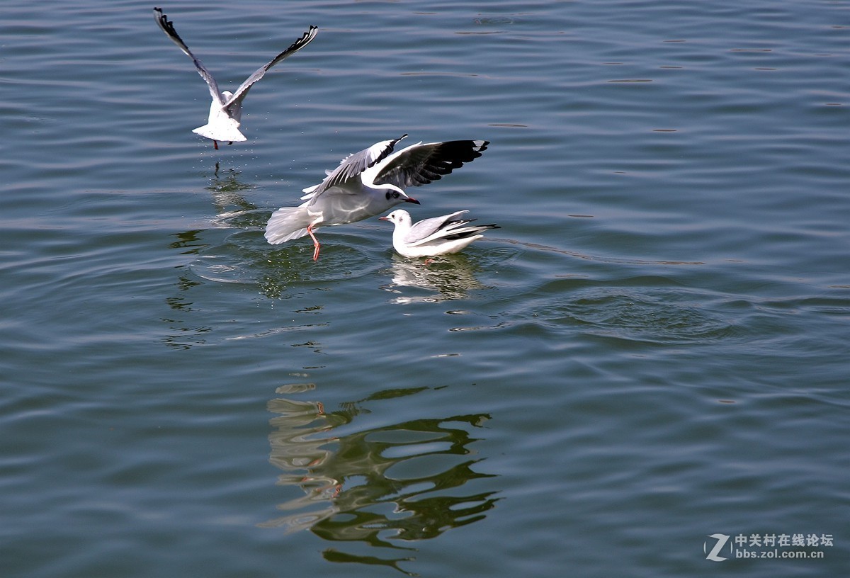 湖面飞鸥