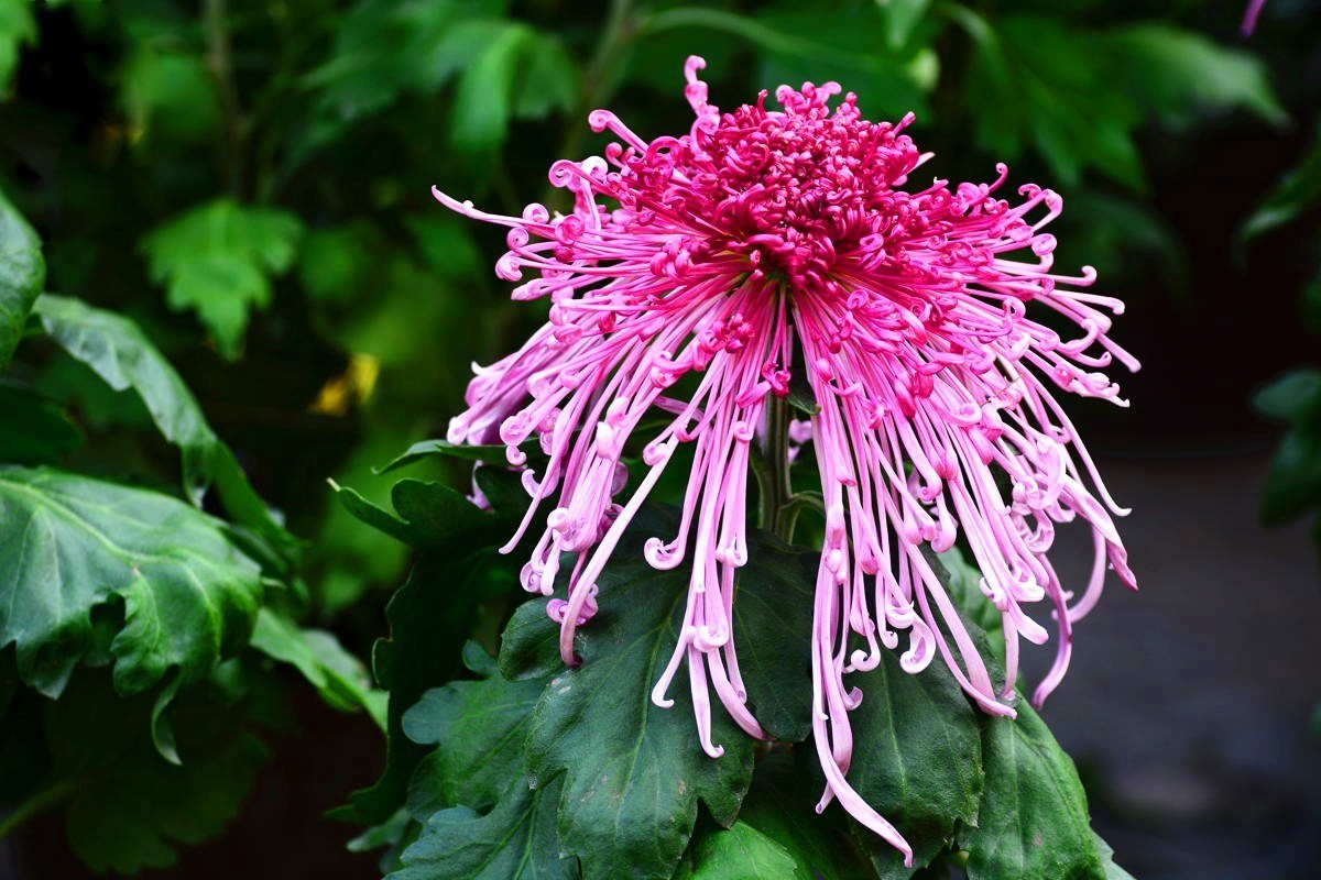 又到赏菊时    抛转以引玉