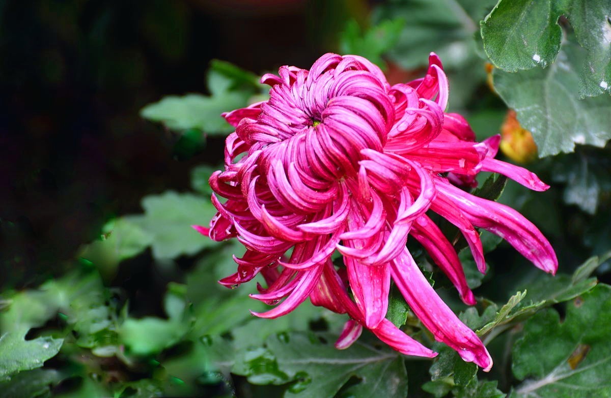 又到赏菊时    抛转以引玉