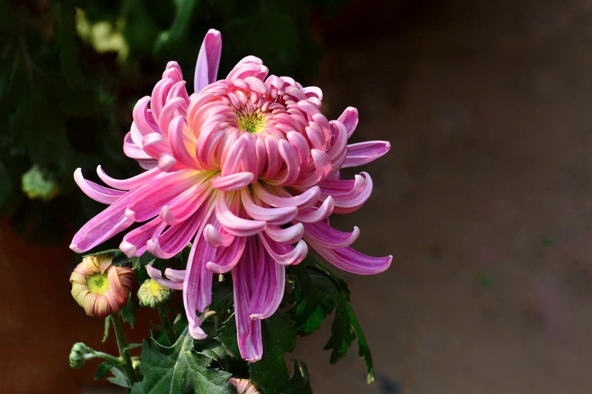 又到赏菊时    抛转以引玉