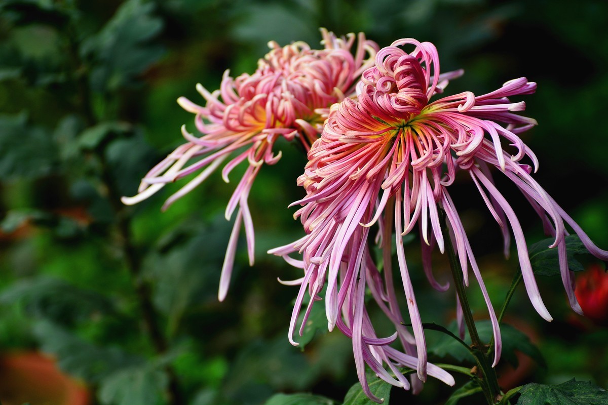 又到赏菊时    抛转以引玉