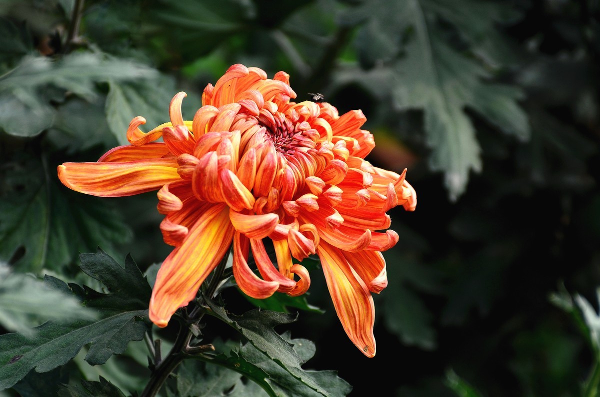 又到赏菊时    抛转以引玉