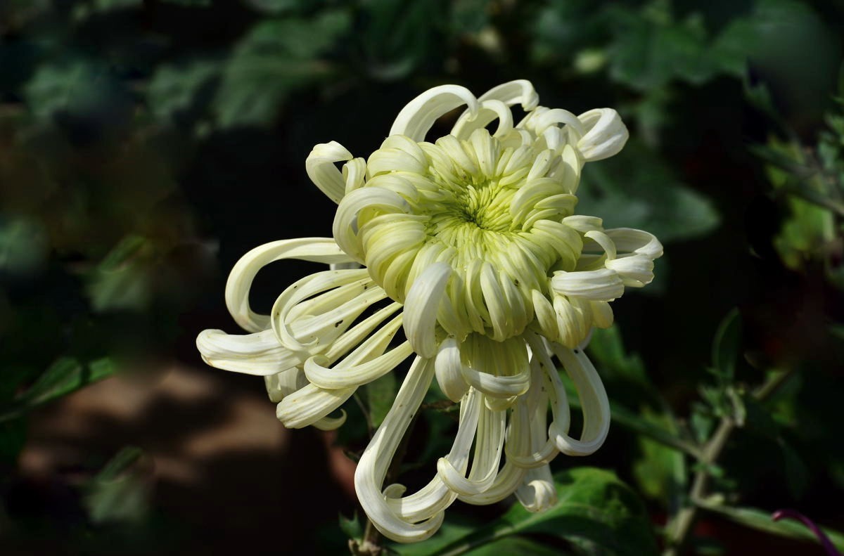 又到赏菊时    抛转以引玉