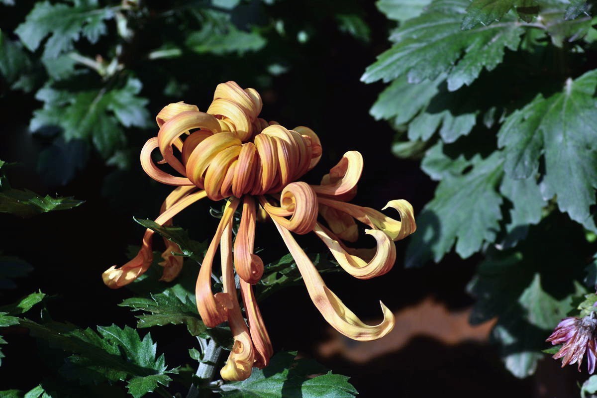 又到赏菊时    抛转以引玉