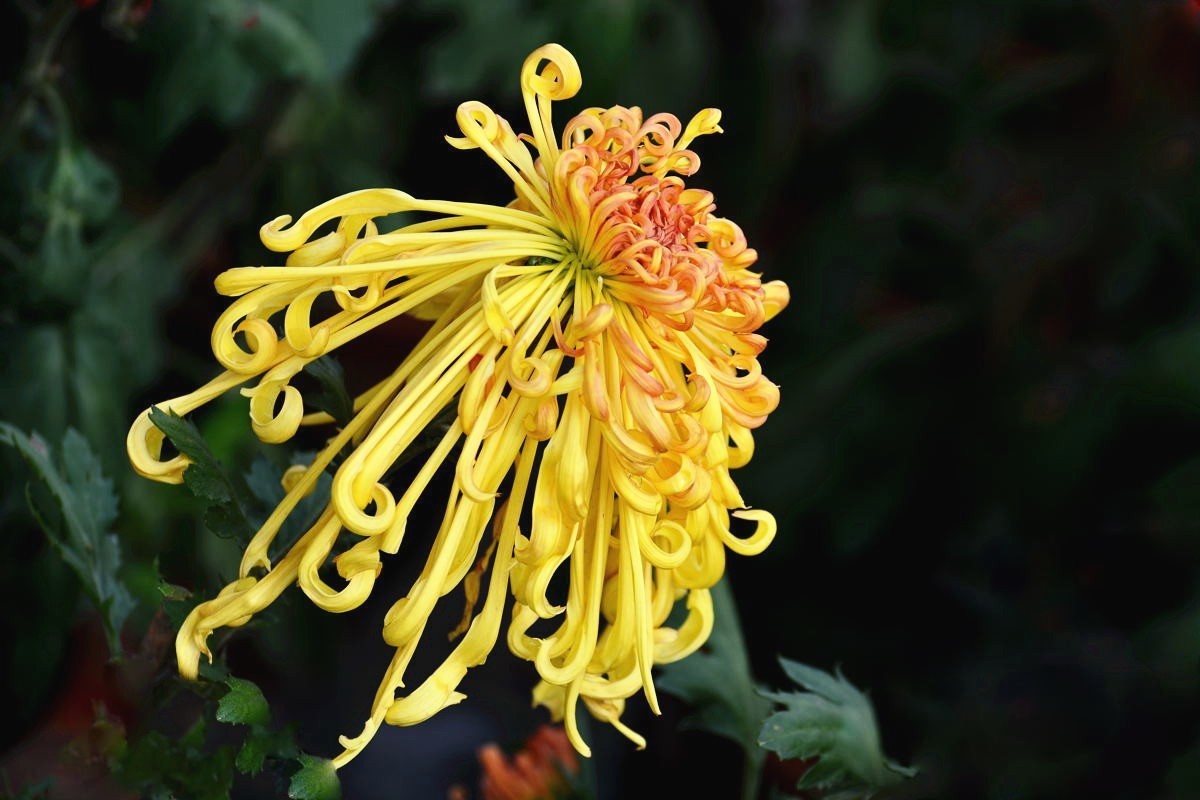 又到赏菊时    抛转以引玉