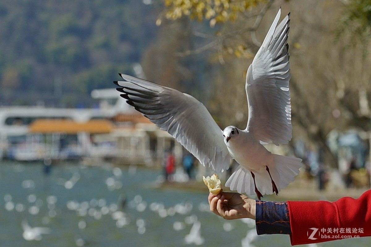 滇池人与鸥