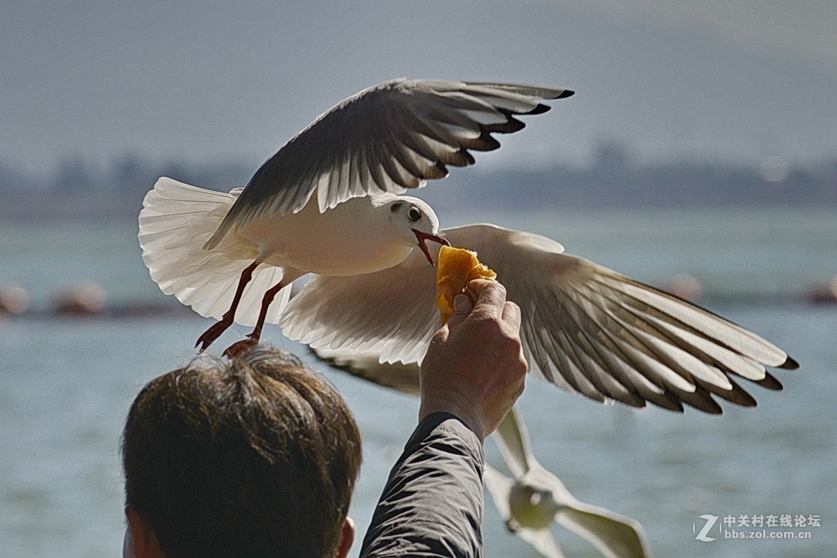 滇池人与鸥