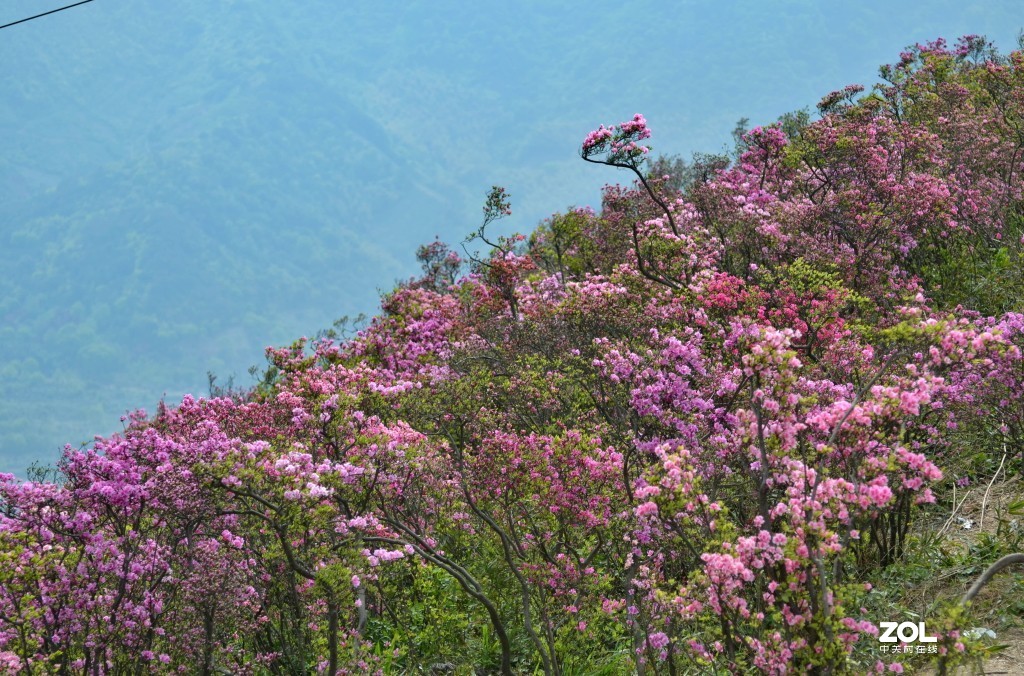 金峨山野杜鹃五