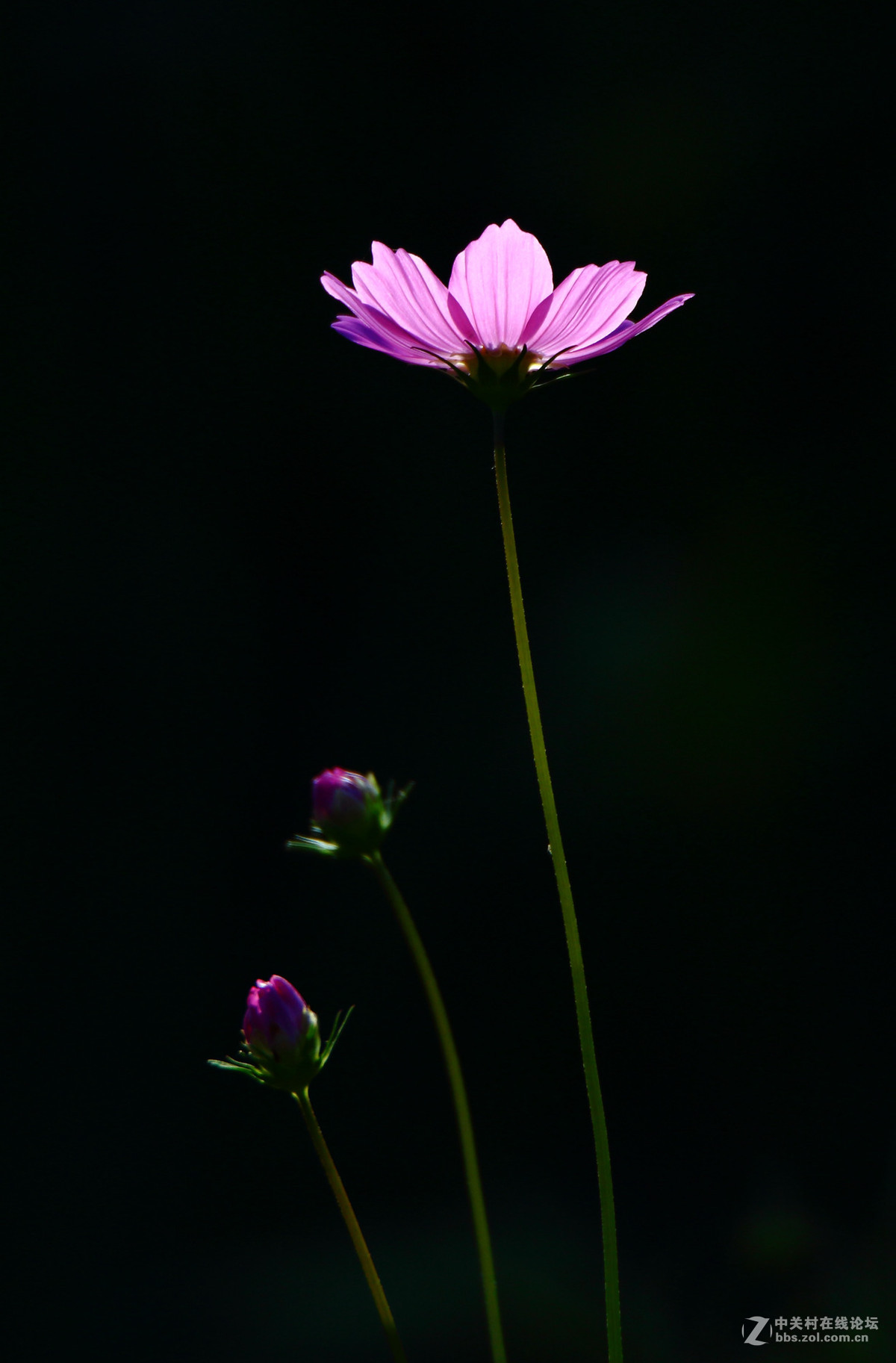 秋日小花