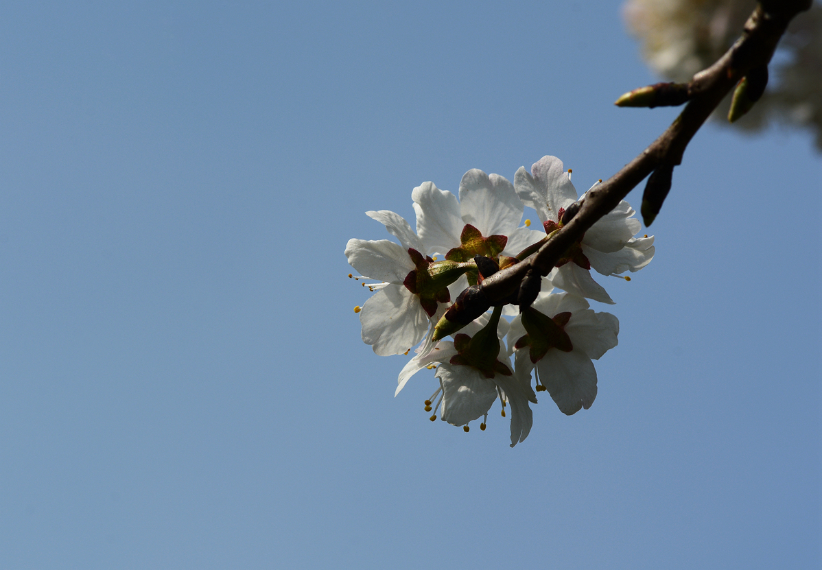 樱桃小花