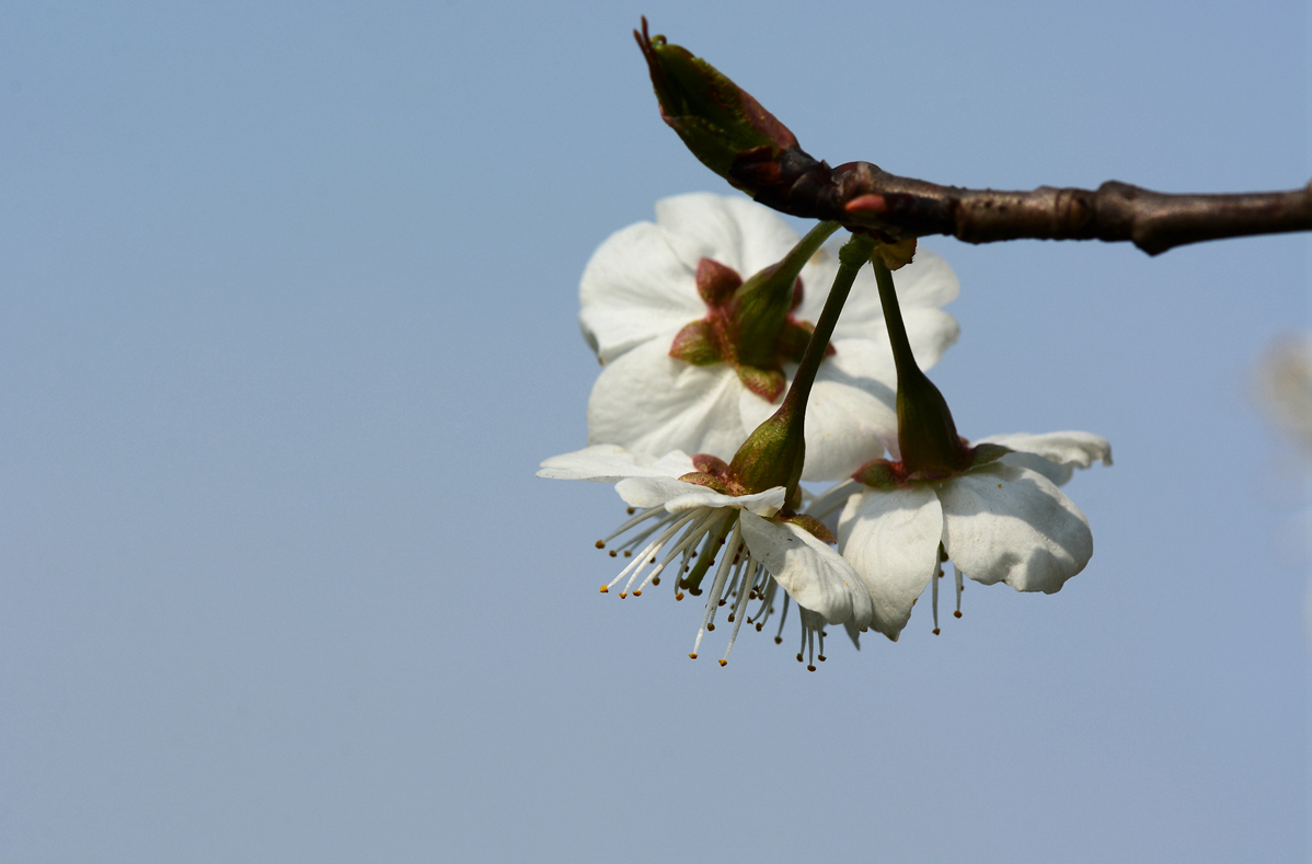 樱桃小花