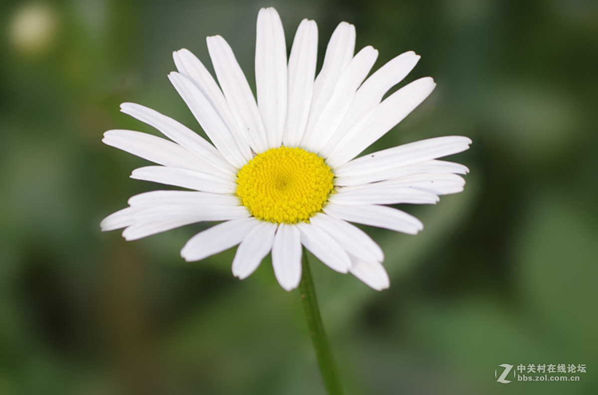 百花盛开小滨菊只做磨皮出