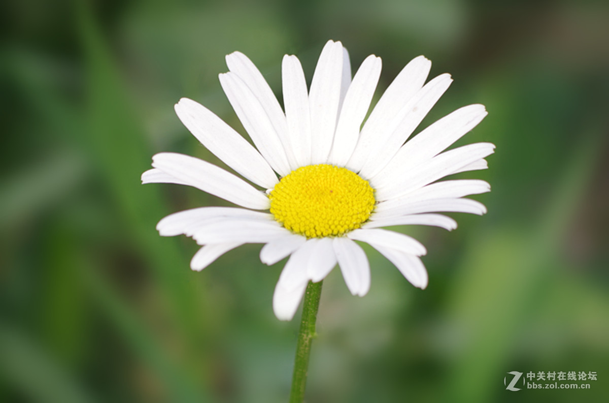 百花盛开小滨菊只做磨皮出