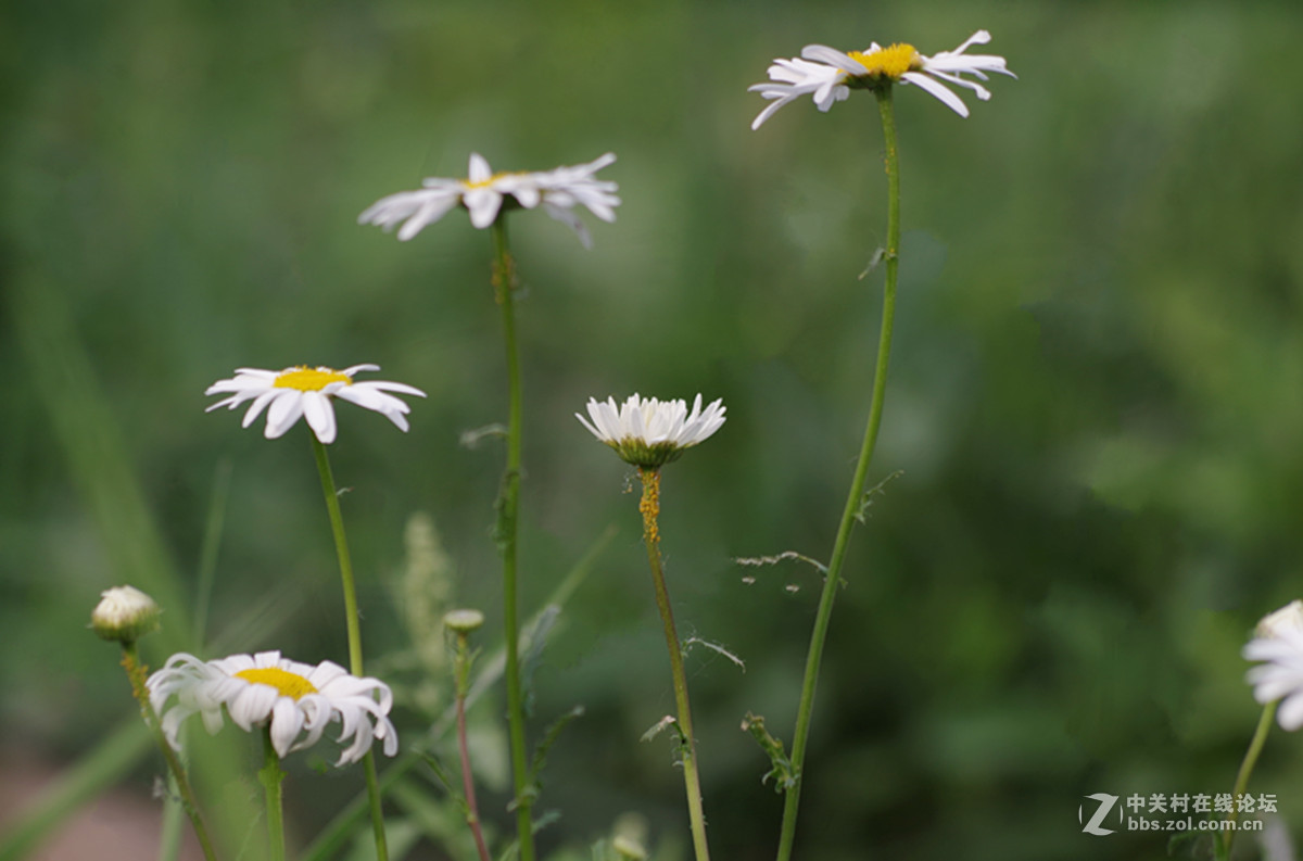百花盛开小滨菊只做磨皮出