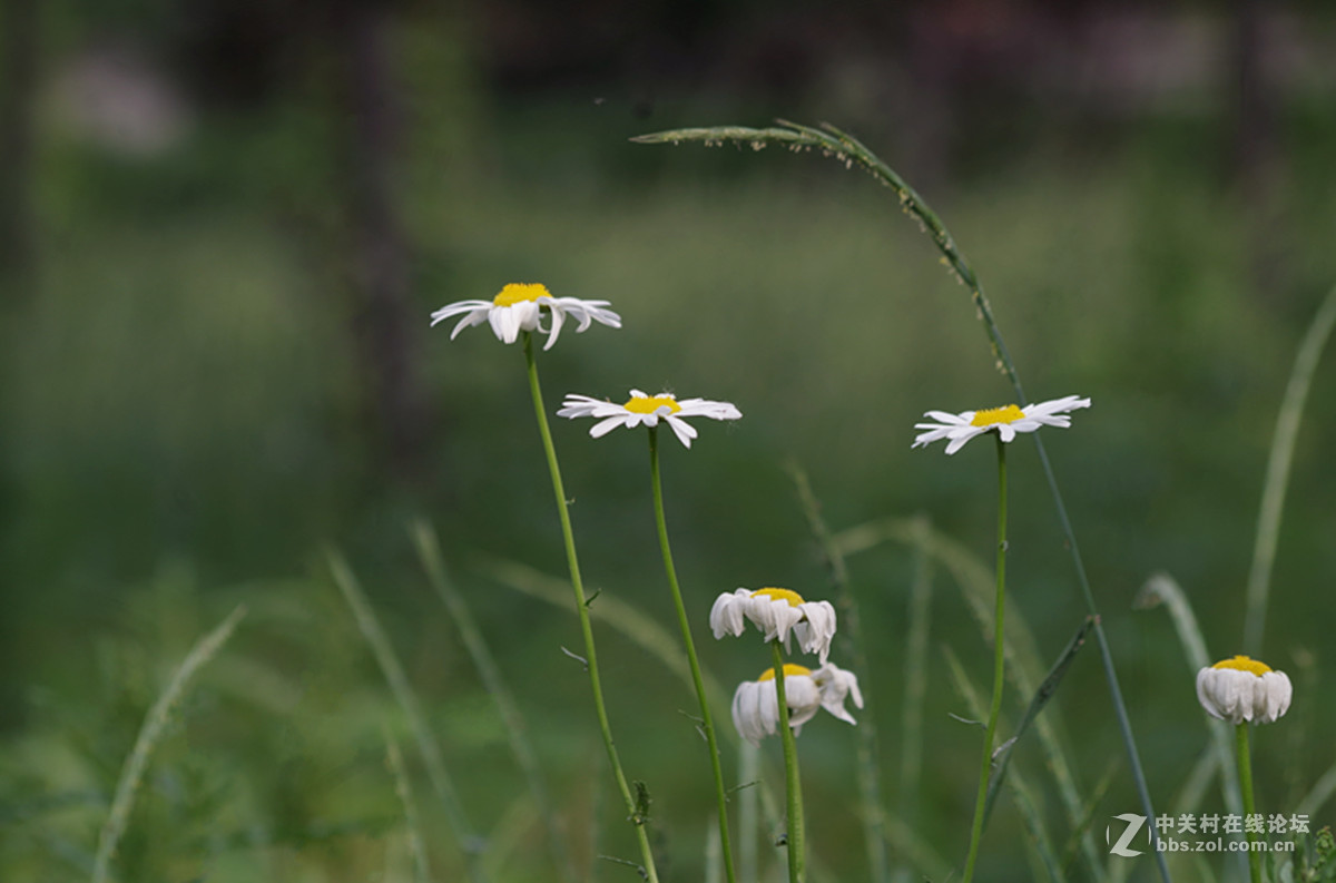 百花盛开小滨菊只做磨皮出