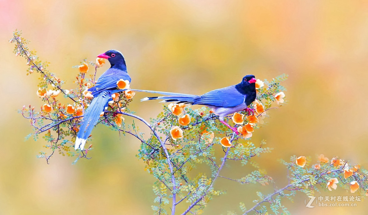 飞鸟图鸟语花香01