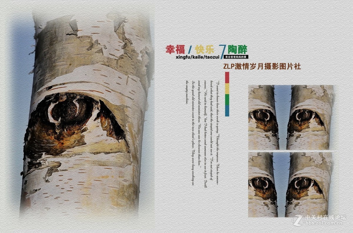 白桦树——美丽的大眼睛