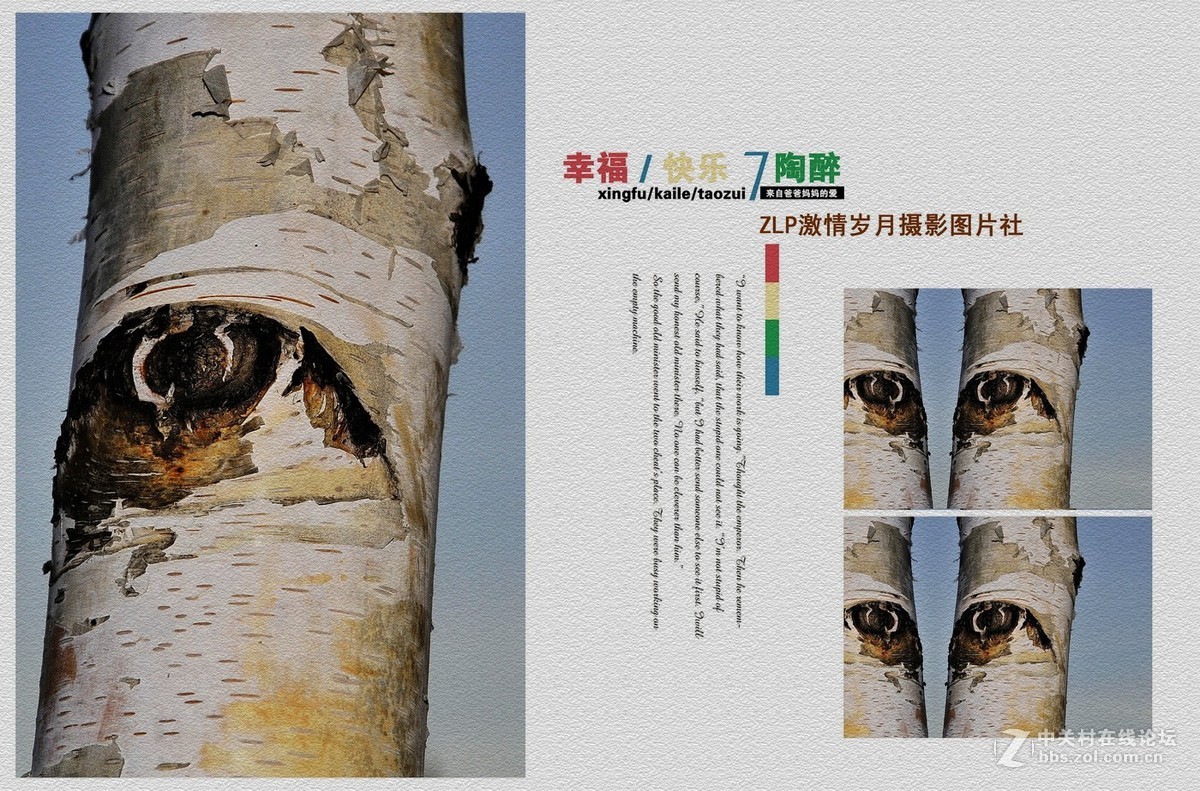 白桦树——美丽的大眼睛