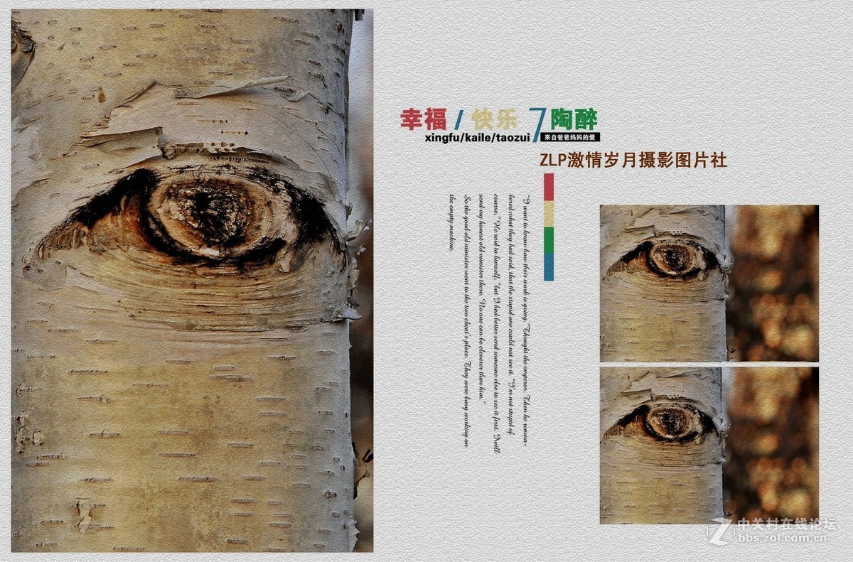 白桦树——美丽的大眼睛