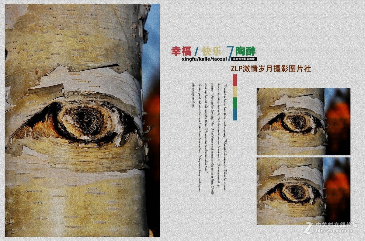 白桦树——美丽的大眼睛