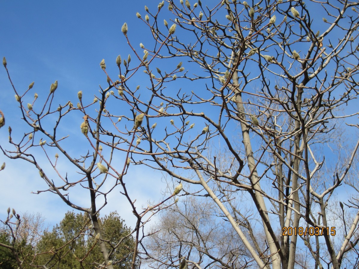 #佳能EOS M100-春天来了#芽初发，苞欲放，春之脚步临近