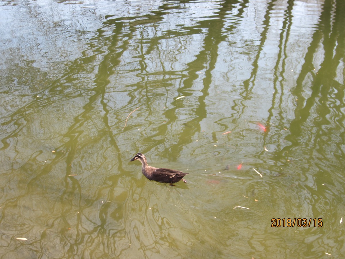 #佳能EOS M100-春天来了#芽初发，苞欲放，春之脚步临近