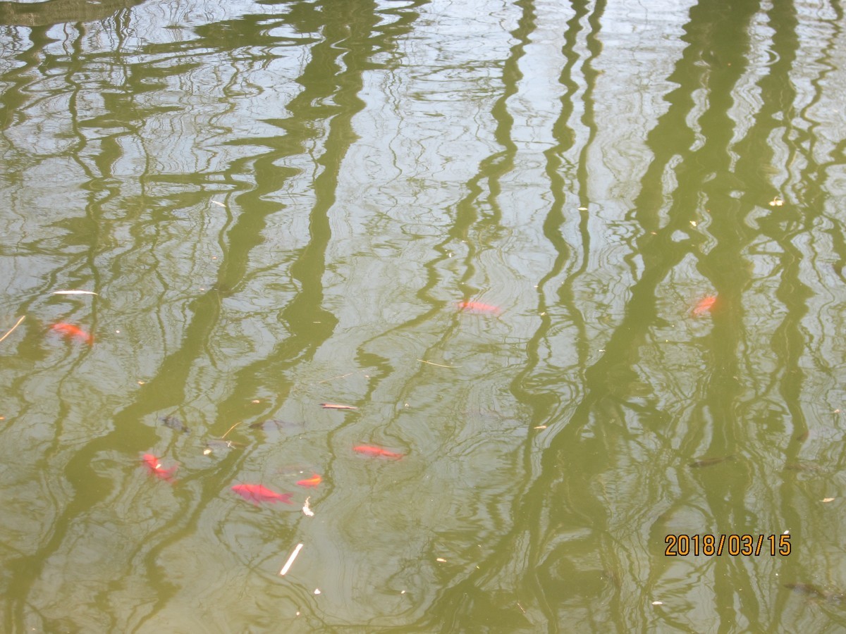 #佳能EOS M100-春天来了#芽初发，苞欲放，春之脚步临近