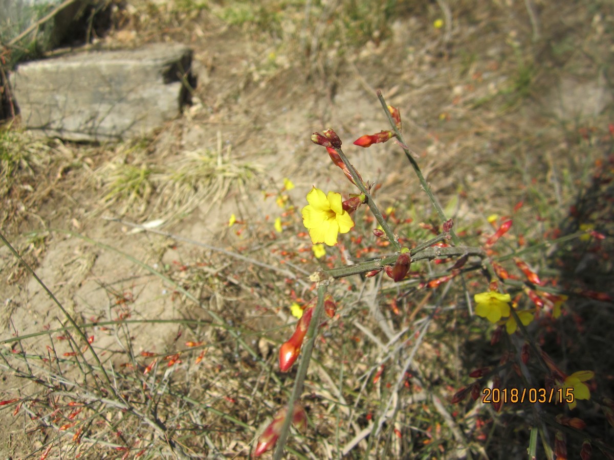 #佳能EOS M100-春天来了#芽初发，苞欲放，春之脚步临近