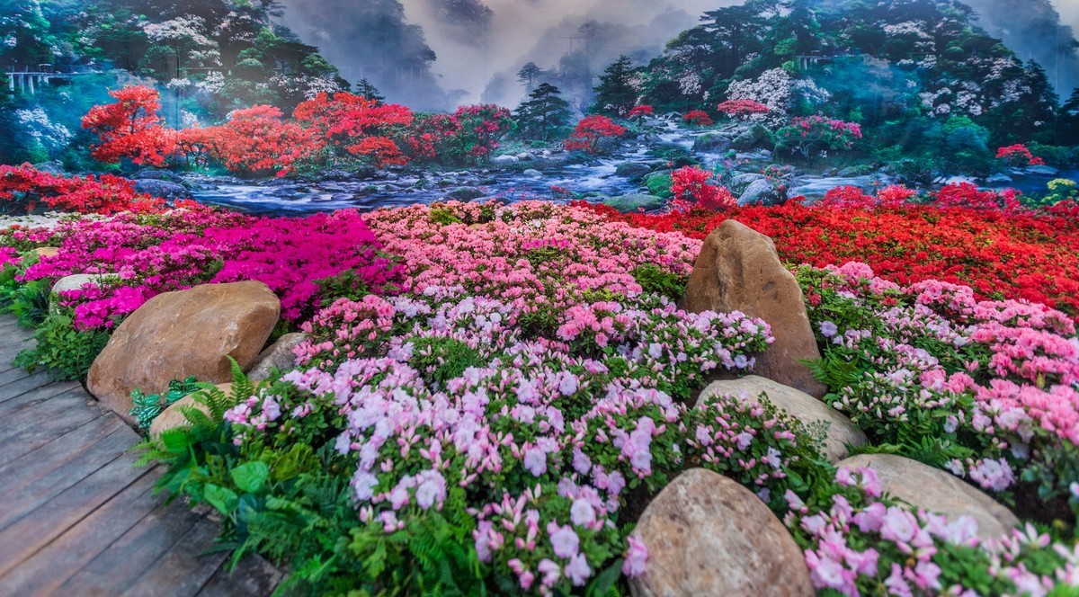 江西井冈山:第九届杜鹃花节开幕 吸引游客纷至沓来-中关村在线摄影论