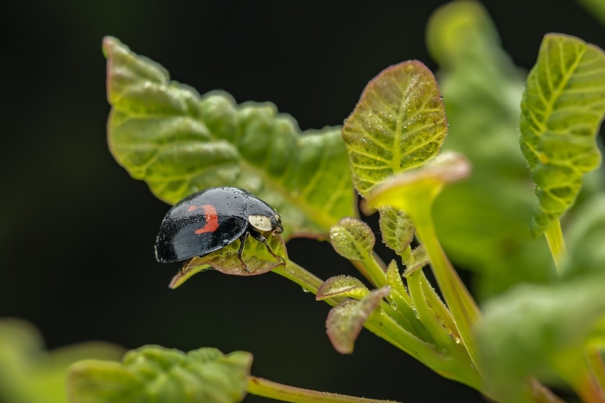#版主坐堂# 2018年5月微距摄影星空(中国)作品集萃
